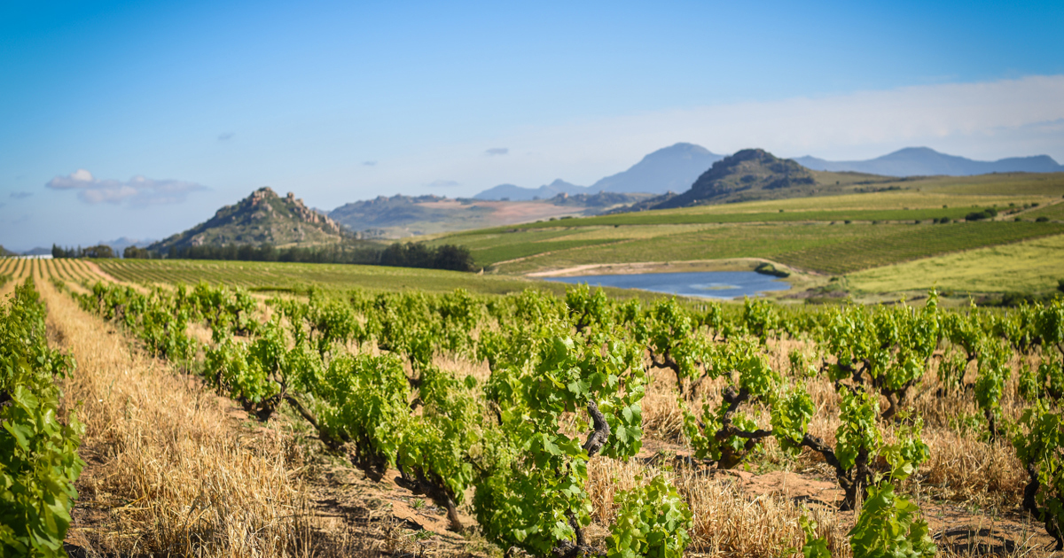 Donkiesbaai Vineyards