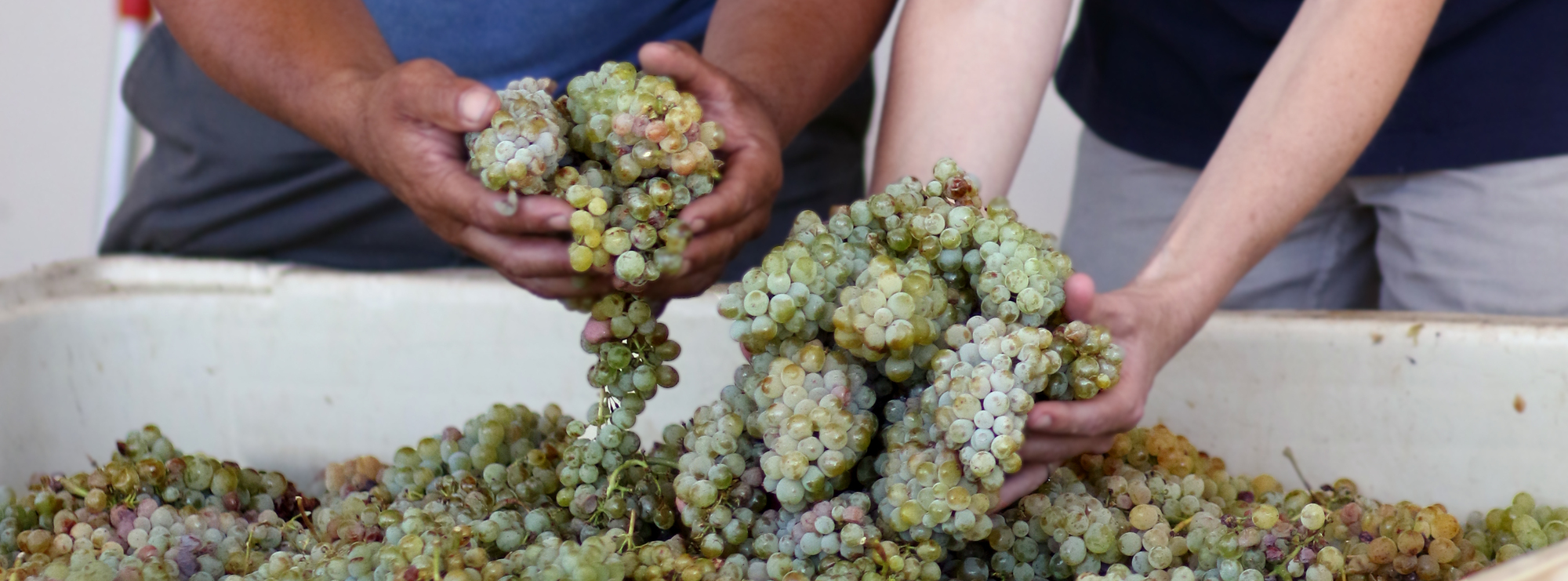 Hands with Steen Grapes